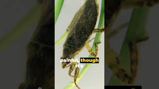 The Giant Water Bug Facts giantwaterbug waterbugfacts [upl. by Pentheas33]