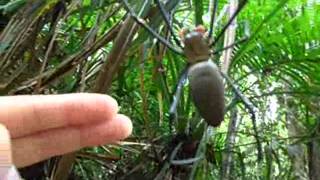 Giant spider in Crystal Cascades Australia  Nephila pilipes [upl. by Ybba172]