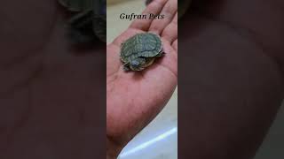 red eared slider turtle trendingshorts turtle petslover viralshorts Gufranpets [upl. by Kessiah]