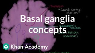 The basal ganglia  Concepts of the indirect pathway  NCLEXRN  Khan Academy [upl. by Gisele]