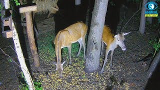 Młody jelonek 🦌 z mamą ❤️ w karmisku dla dzikich zwierząt w lesie [upl. by Tannenwald]