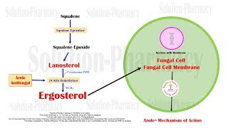 Azole  Imidazole and Triazole Mechanism of Action  Antifungal Medicines  Azole Antifungal Drugs [upl. by Yde776]