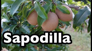 All About Sapodilla [upl. by Divad]