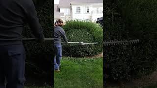 Podando arbusto triming jardineria satisfying podarplantas shortsshorts [upl. by Khoury]