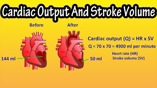 What Is Cardiac Output And Stroke Volume Of The Heart Explained [upl. by Llabmik]