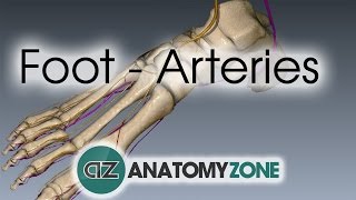 Foot Arteries  3D Anatomy Tutorial [upl. by Aeht799]