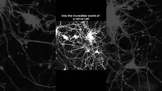 The Incredible Journey of Nerve Cells How They Connect science biology sciencefacts [upl. by Millicent]