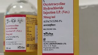 oxytetracycline injection uses in hindi oxytetracycline injection veterinary uses in hindi [upl. by Haduj]