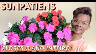 Sunpatiens cultivado em vaso  flores o ano inteiro [upl. by Kenneth]