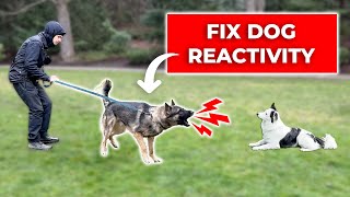 How We Fix LEASH REACTIVITY Towards Dogs Stop Barking and Lunging [upl. by Valoniah162]