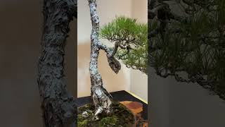 Red Pine Bonsai 소나무 분재 한밭분재전 [upl. by Sadirah897]