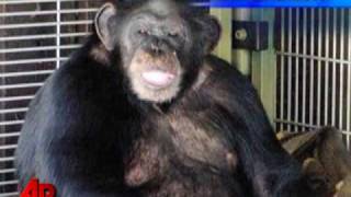 Family Says Chimp Attack Victim Talking Moving [upl. by Dragoon585]