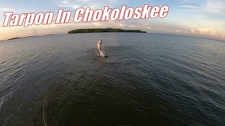 Crazy Tarpon Action In Chokoloskee Everglades National Park [upl. by Tsai407]