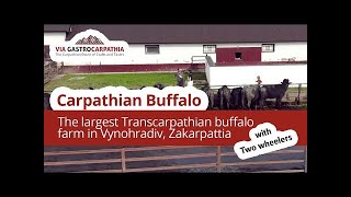 Carpathian Buffalo  The largest Transcarpathian buffalo farm in Vynohradiv Zakarpattia [upl. by Genie]