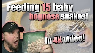 WOW Feeding 15 baby Hognose snakes This is awesome [upl. by Hanad64]