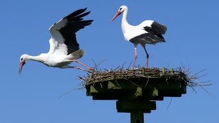 White Stork Courtship [upl. by Wait]