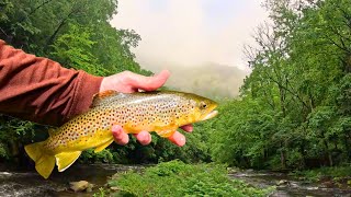 Fly Fishing North Carolina  Magical Mountain Stream [upl. by Cirilla362]