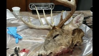 How to skin a deer head for a European mount [upl. by Doubler220]