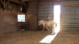 Fjord Horse Alena of Nottawa Crossing Fjords in Marshall MI [upl. by Amisoc]