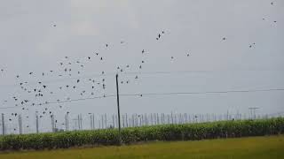 Bobolinks [upl. by Heindrick305]