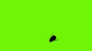 Housefly Isolated on the Green Screen [upl. by Letney]