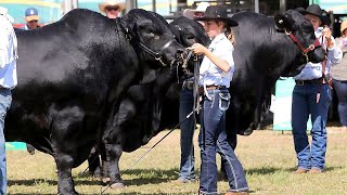 Brangus Bulls from Australia [upl. by Herb342]