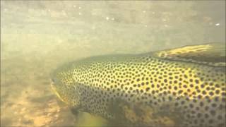 Big trout release on Loch Garry [upl. by Kristos]