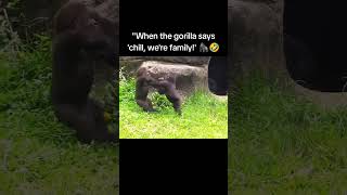 quotWhen the gorilla says chill were family 🦍😂Who’s ready to see some epic zoo dramaFamilyFightquot [upl. by Mosora478]