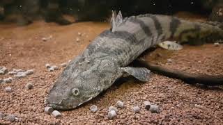 Bichir Polypterus Feeding Ornate Delhezi Ansorgii Weeksii Endlicheri quotTodziquot and more [upl. by Melisse873]