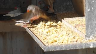 Zebra Finches Eating Egg [upl. by Nunes]