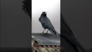 Carrion Crow Corvus corone Call nature birds [upl. by Delcina]