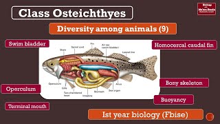 Class Osteichthyes general characters bony fish swim bladder Fsc ist year Biology [upl. by Jorie151]