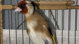 Best motivational song  help goldfinch sing  Carduelis Carduelis  طائر الحسون  Jilguero cantando [upl. by Lynette]