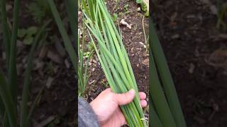 Harvesting Our Bunching Green Onions So Easy to Grow and Cut Grocery Costs backyardgardening [upl. by Krever]