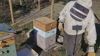 Beekeeping Winter to Spring transition [upl. by Lledroc]