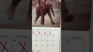 My Elephant Calendar 🐘 [upl. by Naashom]