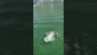 Tehri dam swimming tehri swimming pool enjoy reels shorts youtubeshorts [upl. by Aissatsan]