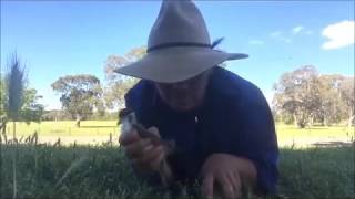 Baby Australian Plovers [upl. by Annayak523]