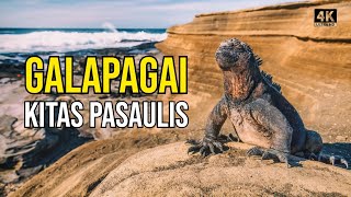 Kelionė į Galapagus 2 Iguanų prilindo į viešbutį Leidžiuosi į gilius ugnikalnio urvus [upl. by Palmira]