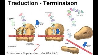 هآآم جدا Traduction terminaison [upl. by Laet]