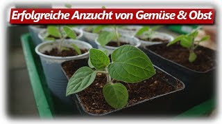 10 häufige Fehler der Jungpflanzen Anzucht vermeiden [upl. by Udenihc691]