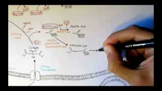 Human Metabolism Map V  Fatty Acid Synthesis [upl. by Sillert491]