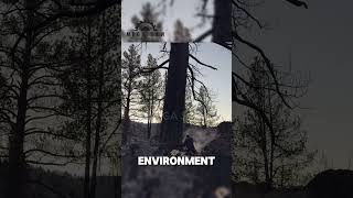 Logging Helps Forests Heal After Fire [upl. by Nawd]