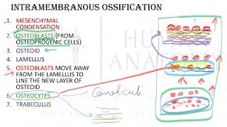 OssificationIntramembranous Endochondral growth of Vault Remodeling of Bone Law of Ossification [upl. by Weidner]