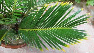 The golden sago palm  Cycas revoluta v aurea [upl. by Eldridge]