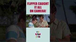 Flipper exposes the real thief 🐬 TVRerunClub Flipper Adventure [upl. by Ellerehc]