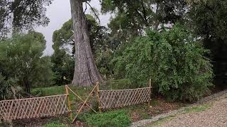 ANTIBES 🇫🇷 Visit of the botanical garden of Villa Thuret alone in a pouring rain [upl. by Kcirttap937]