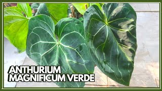 Mengenal Anthurium Magnificum Verde  Tips Perawatannya [upl. by Anelav]