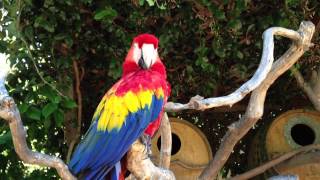 A Scarlet Macaw parrot screams 1080p HD [upl. by Dailey]