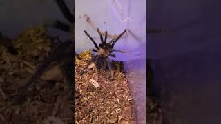 Mexacan rose gray tarantula tliltocatl verdezi [upl. by Ecnarual671]